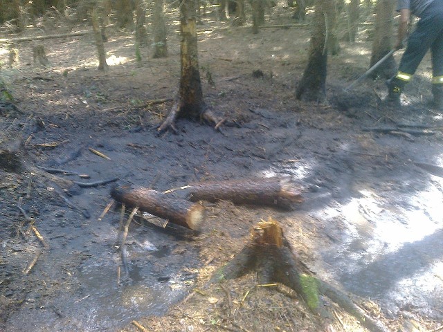Požár lesa Jenišovice