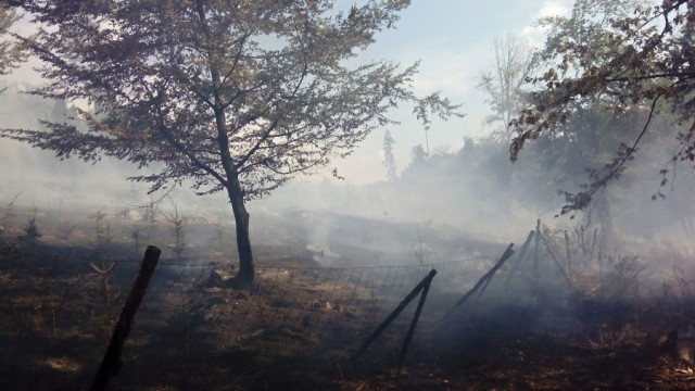 Požár lesa Vlastějovice